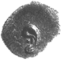 Five Unrecorded ‘Yehud’ Silver Coins